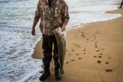 A fisherman stands on the ocean's edge holding a striped bass. 