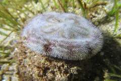 a close up of a sand dollar