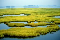 A coastal marsh