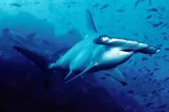 The Cocos Island National Park site in Costa Rica was inscribed on the World Heritage List in 1997. Cocos Island's position as the first point of contact with the northern equatorial counter-current and the myriad interactions between the island and the su