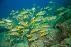 A school of blue-striped snapper gathers at&nbsp;Coiba National Park and its Special Zone of Marine Protection site in Panama.