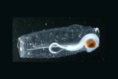 Salps are tube-shaped, soft, transparent animals that swim through the ocean, straining out plant food as they go.