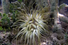 An image of a giant anemone with yellow-tipped white tentacles. 