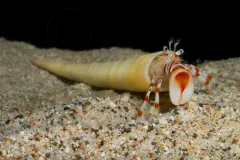 A tusk shell hermit crab peeks out of his shell. 