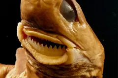 A cookie cutter shark specimen