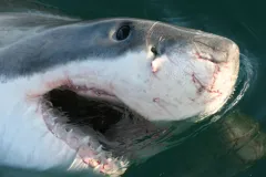 A great white shark gaping its jaws at the surface of the water; gaping is used as a form of communication in sharks