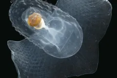 Corolla moves through the water by flapping a wing plate nearly twice the size of its gelatinous shell, giving it the nickname “sea butterfly”.