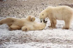 Polar bear siblings in the Churchill Wildlife Management Area near Hudson Bay spar playfully during migration.