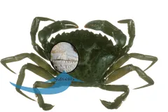 Diagram showing gills on a crab absorbing nutrients