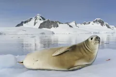 A white crabeater seal resting on an iceberg. 