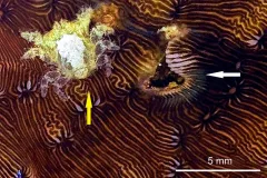 a crab next to a coral den