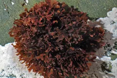 a leafy bunch of red algae on a rock