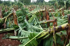 leveled crops