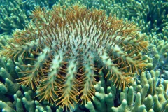 Crown of Thorns Starfish in the Marianas Islands
