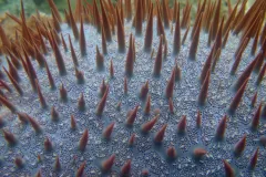 A crown-of-thorns starfish in the Marianas Islands.