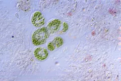 Cyanobacteria cells 