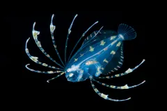 a blue larval fish with fanning spines 