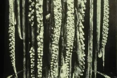 An 1874 photo of a squid draped over a bathtub. 