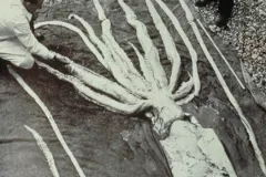 This giant squid washed up on a beach in Norway around 1950.