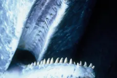 Photo taken of the inside of a sperm whale&#039;s mouth. The teeth on the lower jaw fit into sockets above- perfect for eating squid.