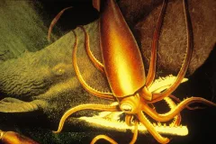 An adult giant squid battles its only known predator - a sperm whale.