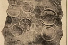 Circular scars from a giant squid sucker on sperm whale skin. 