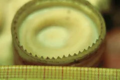 The tough serrated ring around the opening grips the squid’s prey.