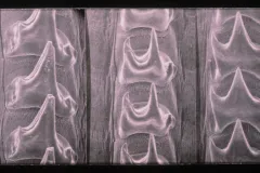 An image of a squid radula from a scanning electron micrograph. 