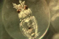Close-up photograph of an arrow squid embryo.