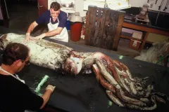 Dr. Clyde Roper (rear) and museum specialist Mike Sweeny examine a giant squid specimen.