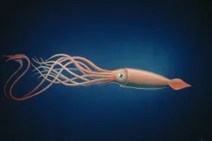 This scientific illustration of a giant squid shows off its two long tentacle and its 8 shorter arms.