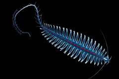 Tomopteris's bristles produce yellow bioluminescence, a unusual color among midwater animals, nearly all of which make some sort of light.