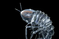 Cystisoma (a type of hyperiid crustacean) has one huge pair of eyes.