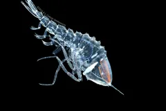 A side-view of translucent hyperiid with a black background.