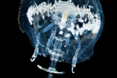 A translucent, female hyperiid surrounded by white young in a barrel-shaped body cavity.