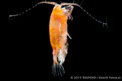 a orange colored crustacean with big antennae