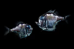 Two silver fish with big eyes facing one another