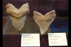 Fossils of teeth from Giant Megatooth Shark