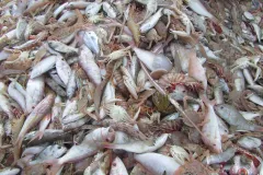 The Gulf of Mexico shrimp trawl fishery scoops up a lot of unwanted fish along with the shrimp. In the 1990s, for every pound of shrimp caught, more than 4 pounds of other fish species were caught as bycatch and discarded dead. 