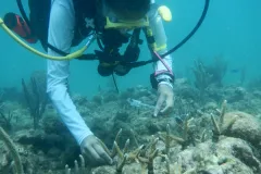 A SCUBAnaut "plants" corals on hard substrates. 