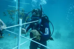 Pieces of baby coral hang on PVC pipe structures until they are large enough to be transplanted. 