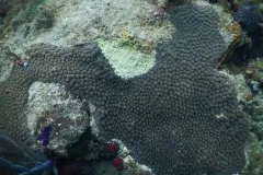 Coral showing signs of disease