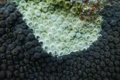 dead coral from disease