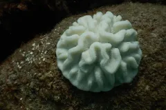 a white coral on the seafloor