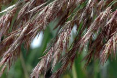 A close-up photo of the seeds on the plant Phragmites australis.