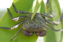 A mangrove tree crab clings to a leaf near a Smithsonian marine laboratory in Panama.