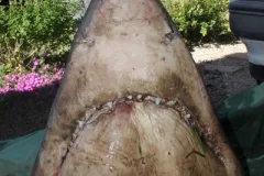 A Great White Shark hunted and killed.