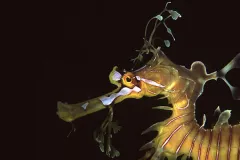 Photo of the head of a leafy seadragon