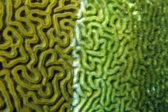 A photo of coral visibly affected by disease. 