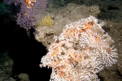 Shown here are several deep-sea coral species: From left to right are an unidentified purple octocoral, a small gold acanthorgorgiid octocoral, and a large colony of pink Corallium secundum